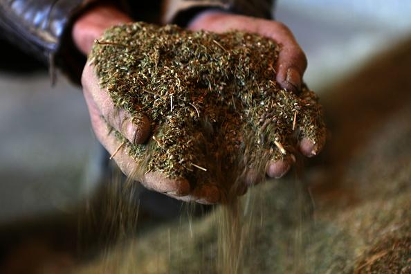 US Seizes Over 100 Homes in Crackdown on Marijuana Operation, Tied to China-Based Gangs