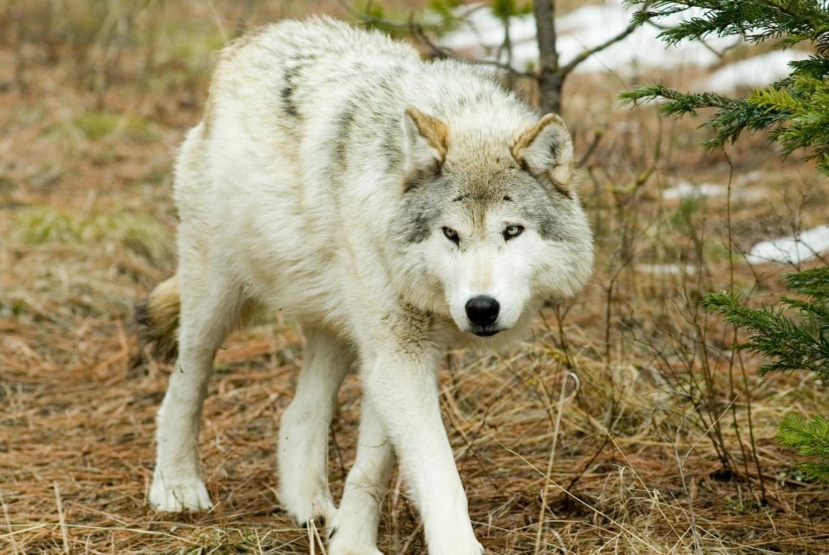 Book Review: ‘The Wisdom of Wolves: Lessons From the Sawtooth Pack’