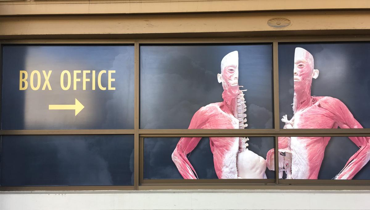 NSW Health May Be Breaking Own Rules by Letting Controversial Exhibition Display Corpses