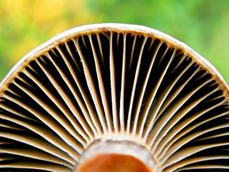 The Mushroom Is Becoming a Nutritional Star