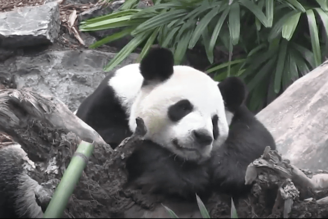 American Zoos Return Giant Pandas to China, Ending the Regime’s ‘Panda Diplomacy’