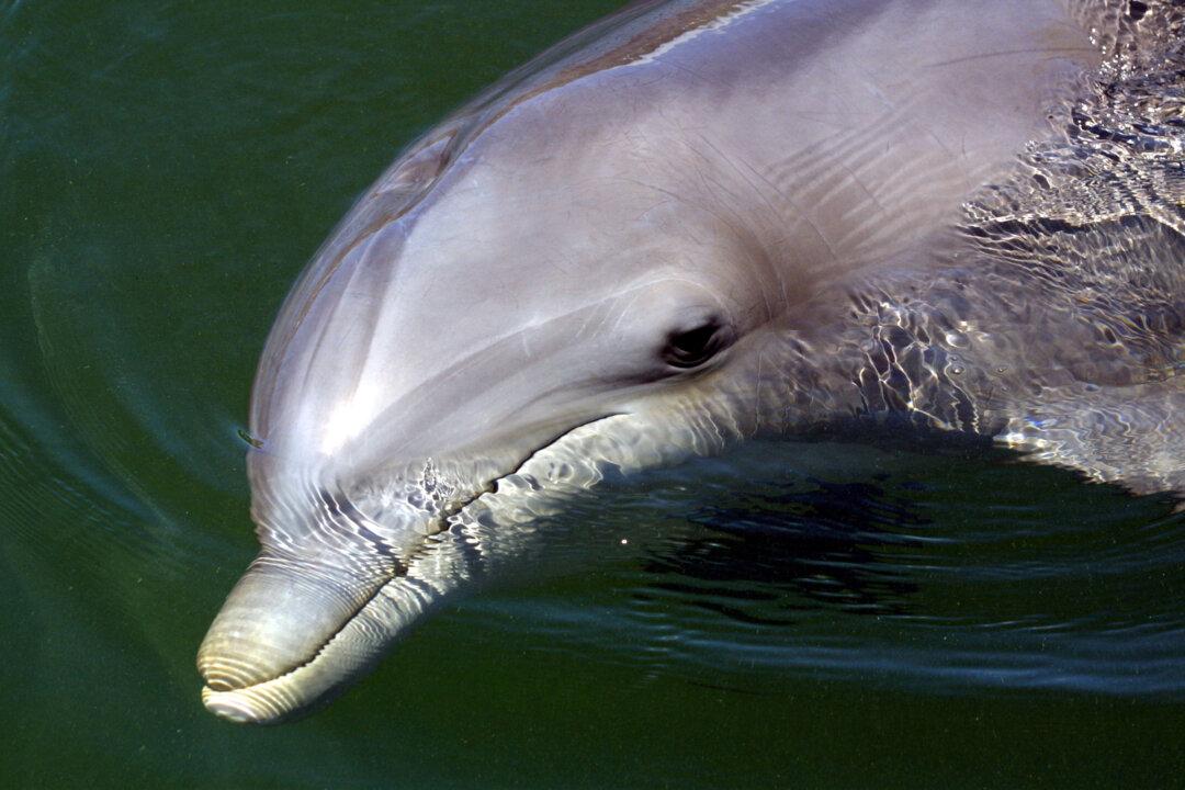 Mississippi Coalition of Local Sue Corps of Engineers Over Alleged Failure to Protect Bottlenose Dolphins