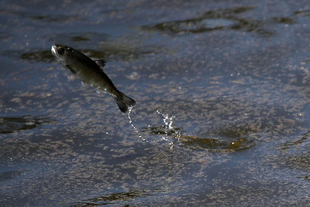 Anthony Williams of Huntington Beach Appointed to California Fish and Game Commission