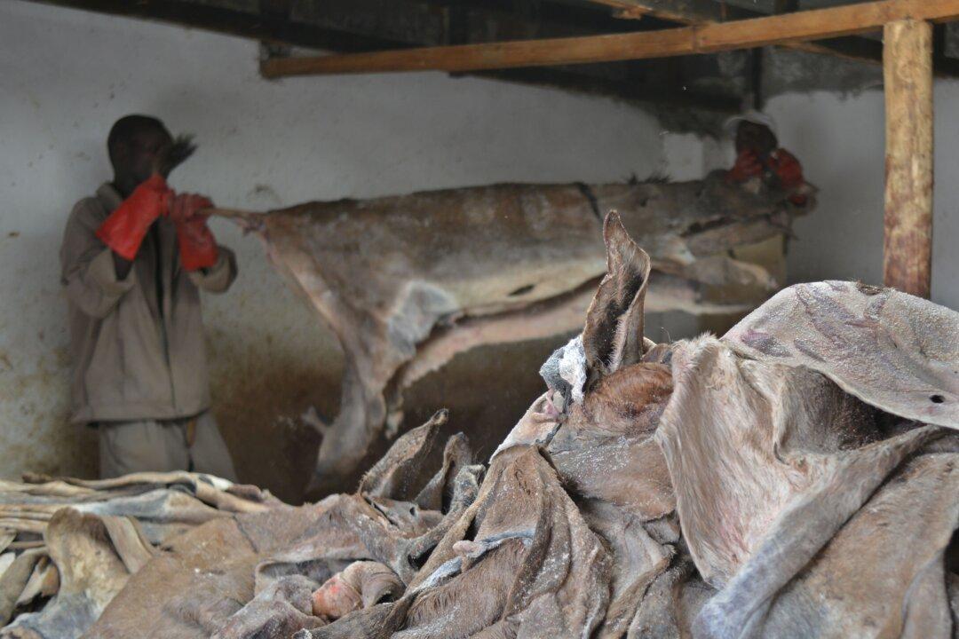 Chinese Demand for Donkey Skin Threatens Kenyan Animal Population