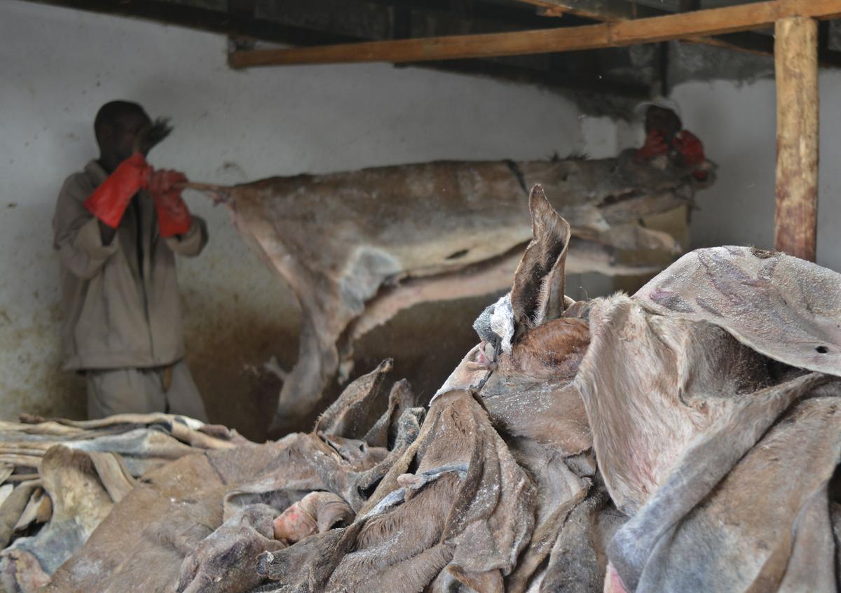 Chinese Demand for Donkey Skin Threatens Kenyan Animal Population