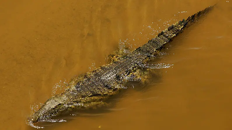 ‘Very Courageous’: Officer Hailed After Braving Croc-Infested Floodwaters