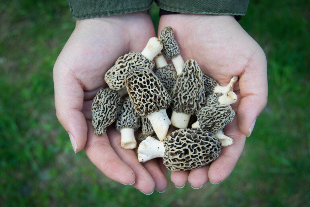 Morels With Calvados