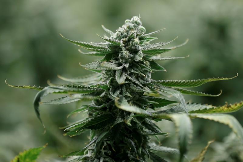 California Man Brings Marijuana-Filled Suitcase on Plane