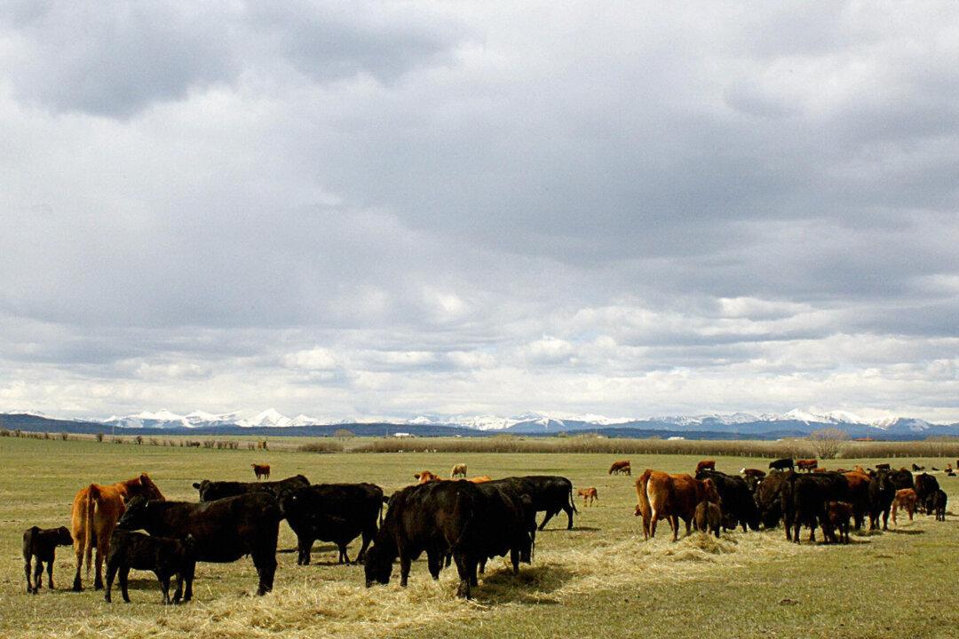 ANALYSIS: European Farmer Protests a Warning as Ottawa Looks to Cut Cattle Emissions