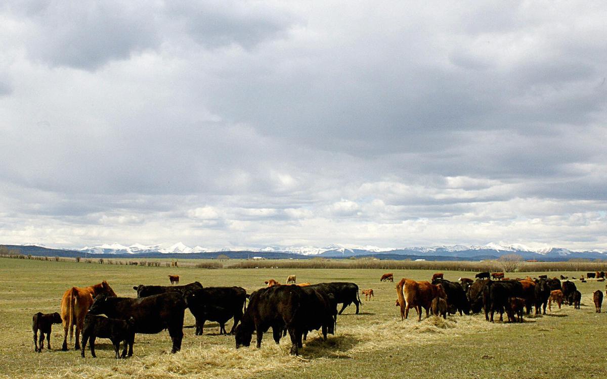 ANALYSIS: European Farmer Protests a Warning as Ottawa Looks to Cut Cattle Emissions