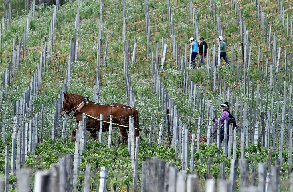Chinese-Owned Vineyards in France Seized on Suspicion of Tax Fraud
