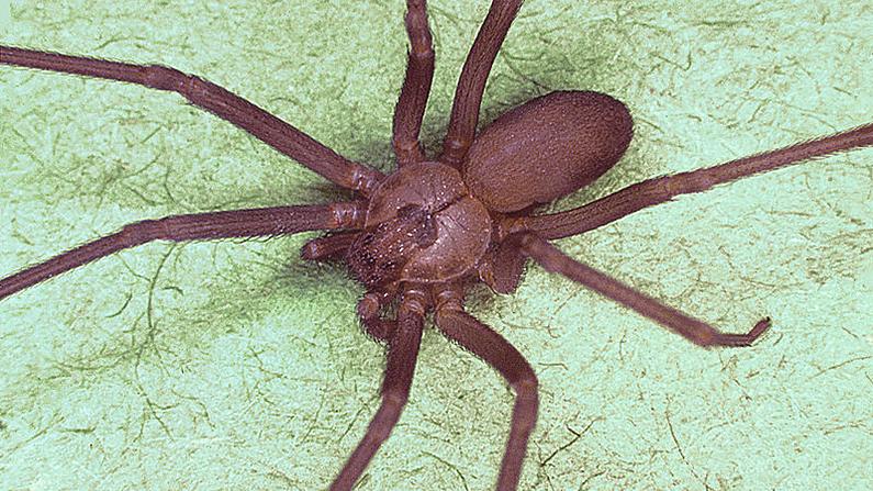 Bitten Woman Finds Dozens of Poisonous Spiders in Her Home