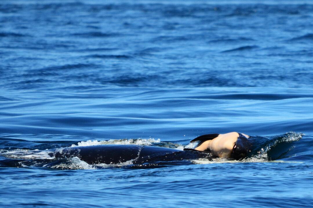 Mother Orca Refuses to Abandon Her Dead Baby