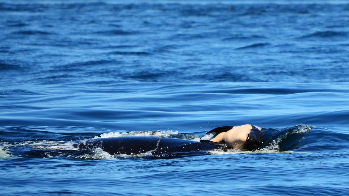 Mother Orca Refuses to Abandon Her Dead Baby