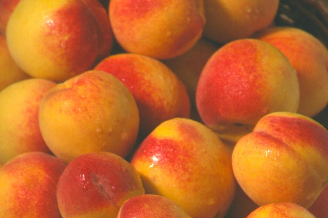 Where to Go Peach-Picking in South Carolina