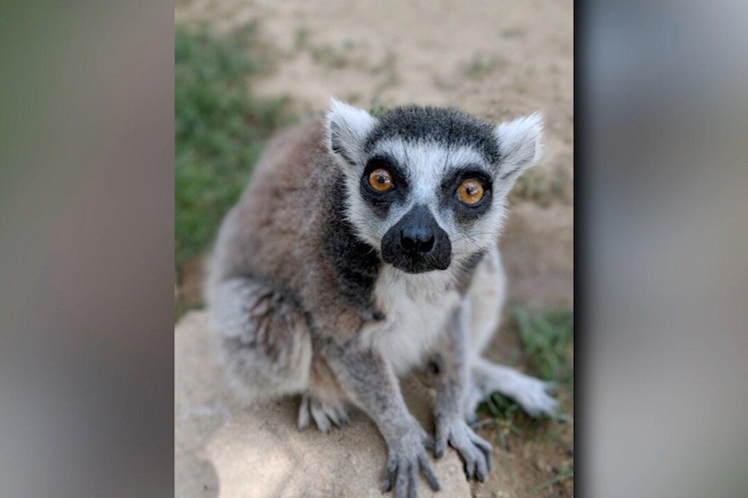 Santa Ana Zoo Hits the Road