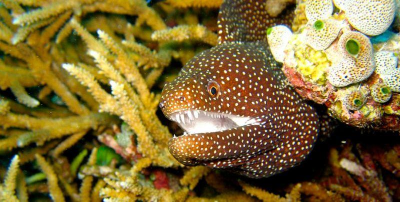 Eel Bites Tourist Vacationing in Hawaii: ‘There Was Blood Everywhere’