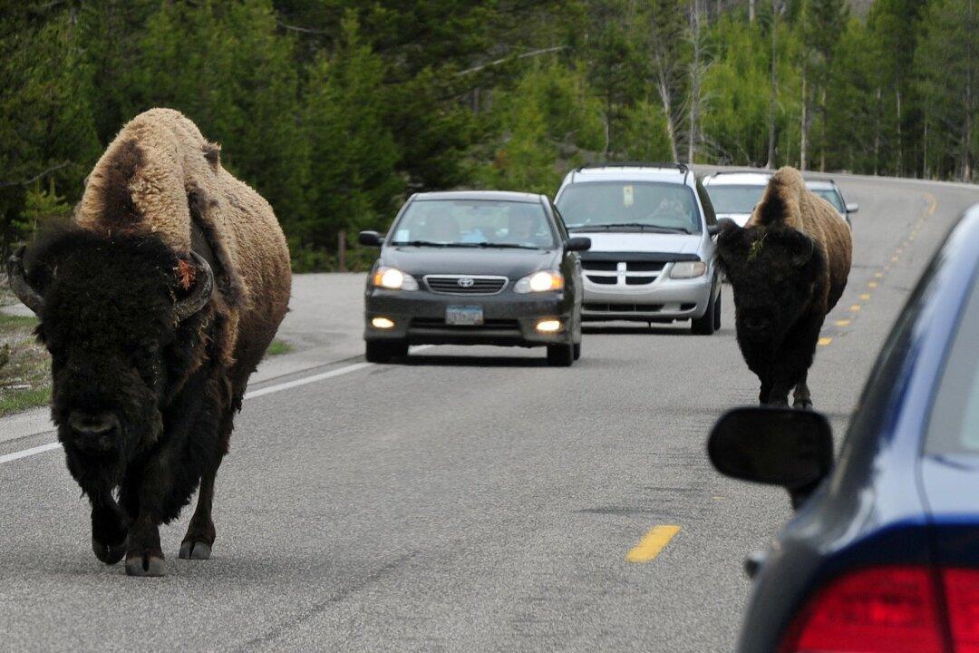 Video Shows Bison Launching Young Girl in the Air at Yellowstone