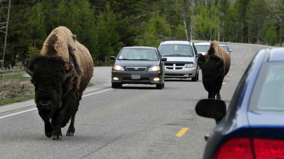 Video Shows Bison Launching Young Girl in the Air at Yellowstone