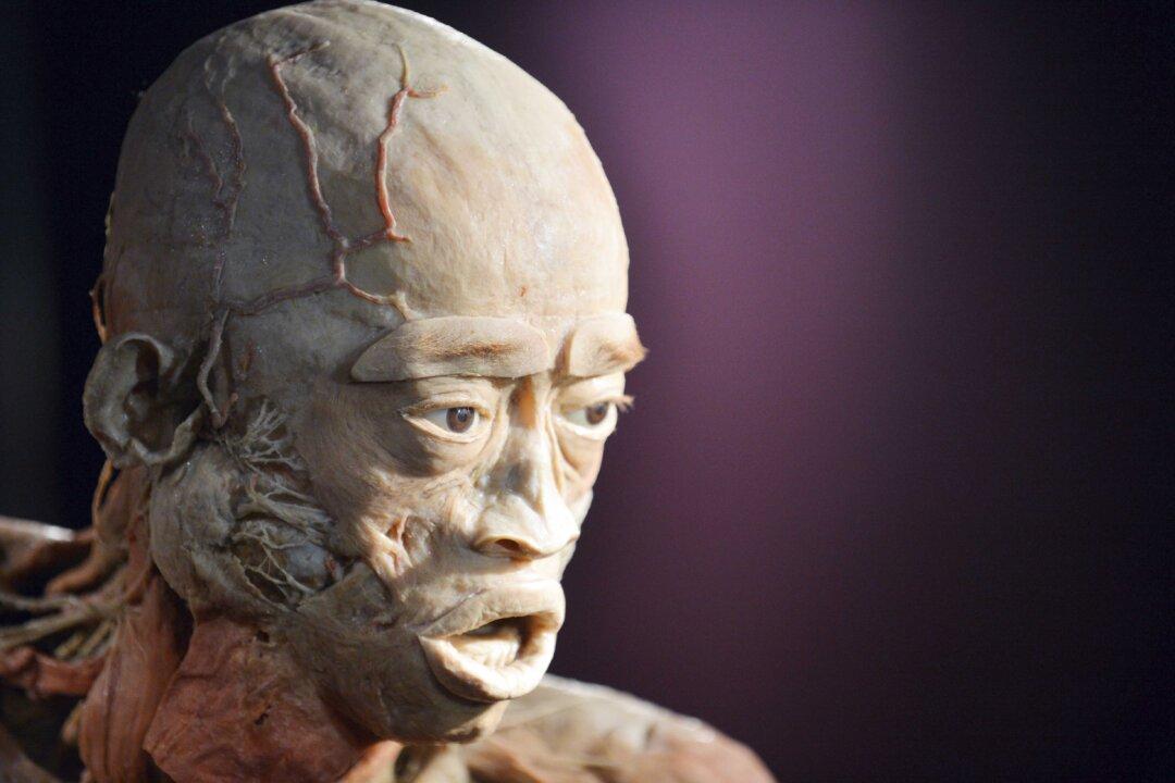 Bodies Used for UK Exhibition Could Come From Prisoners of Conscience