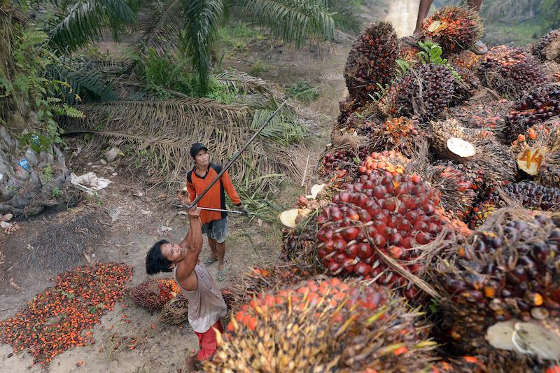Indonesia’s Palm Oil Export Ban Leads to Farmer Protests Amid Surging Prices