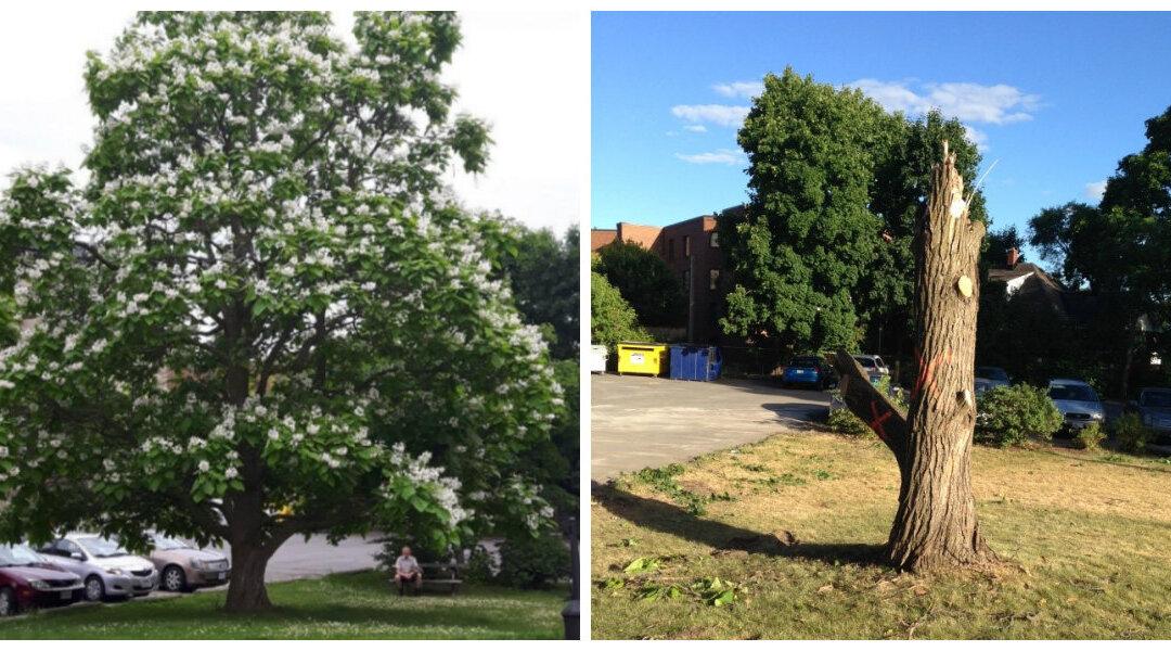 The Sad Reality for Trees at a Time When We Need Them Most