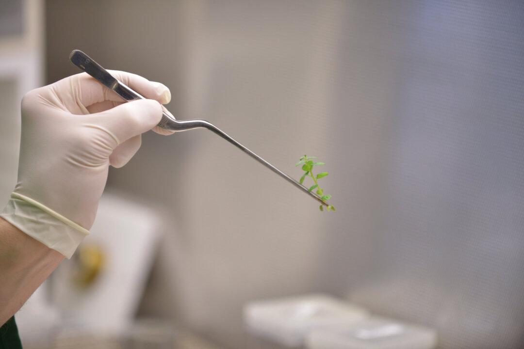 Gene-Editing Startups Ignite the Next ‘Frankenfood’ Fight