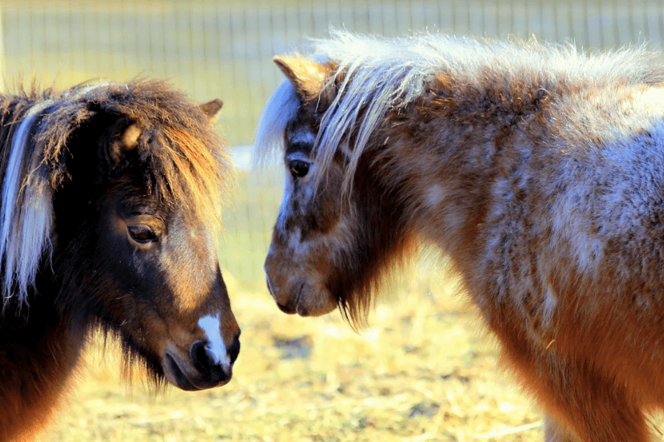 Cow Cuddling and Horse Therapy: New York Farm Focuses on Wellness ‘in the company of horses’
