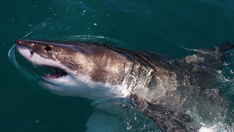 Giant Great White Shark Found Abandoned in Wildlife Park Gets a New Home: Report