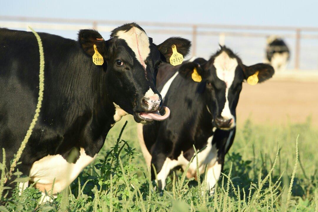 California Man Defrauded $9 Million From Investors in Cow Manure Green Energy Scheme