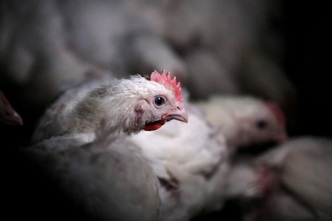 US Poultry Industry to Urge Retaliation If South Africa Ends Quota