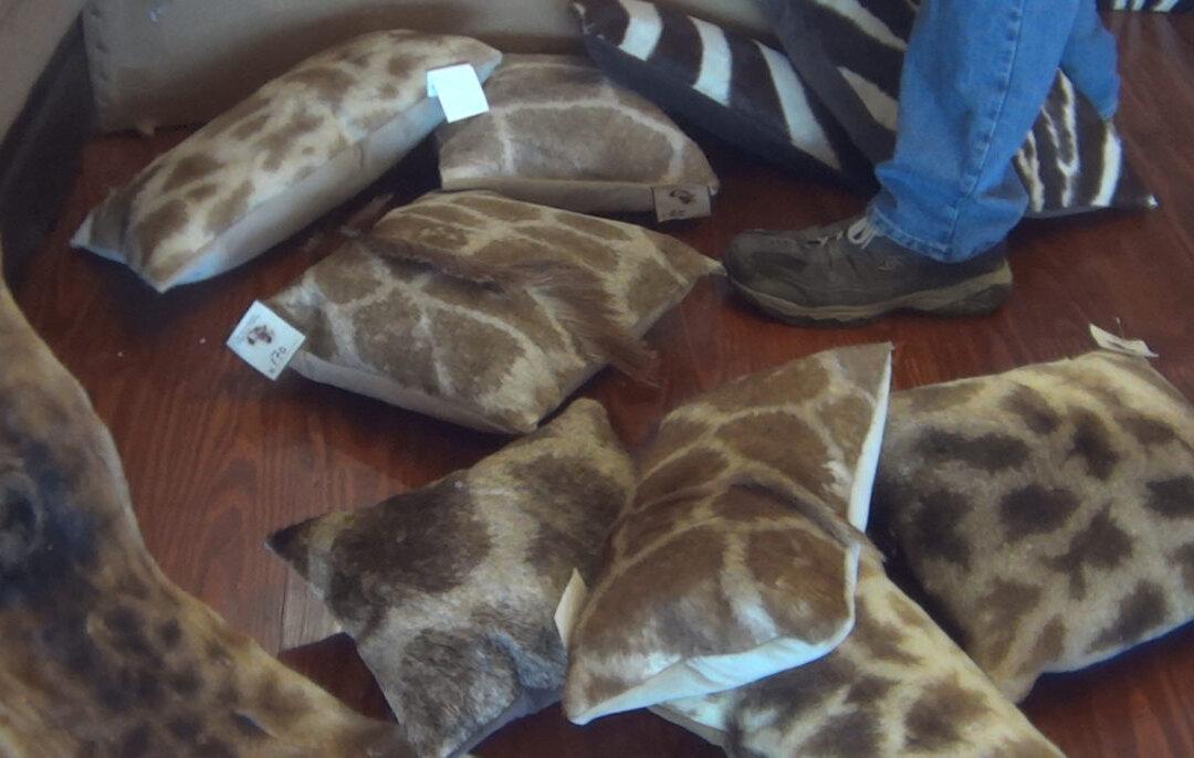 Thriving US Import Market for Giraffe Parts Revealed in Report