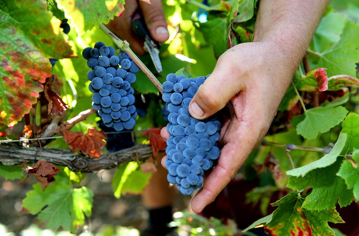 Champagne Winegrowers Toast to Early Harvest Season