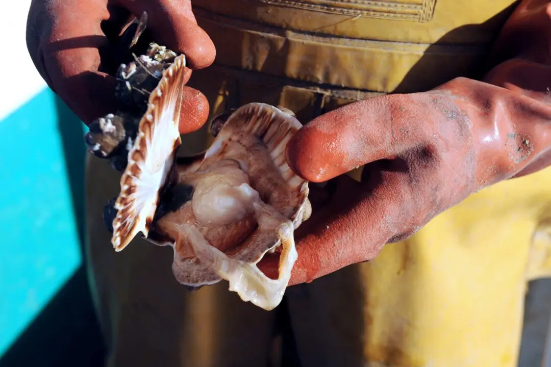 Trump Declares ‘National Scallops Day’ and Opens Scallop Fishing