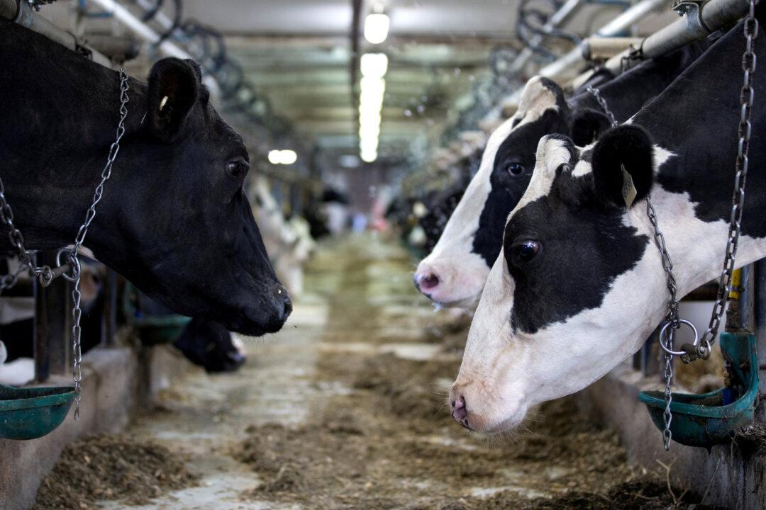 Winter Storm Kills 1,600 Cows in Eastern Washington: Reports