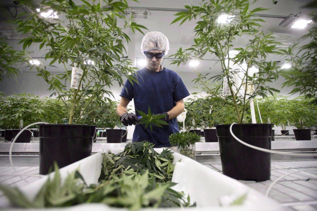 Yes, Marijuana Can Be Addictive