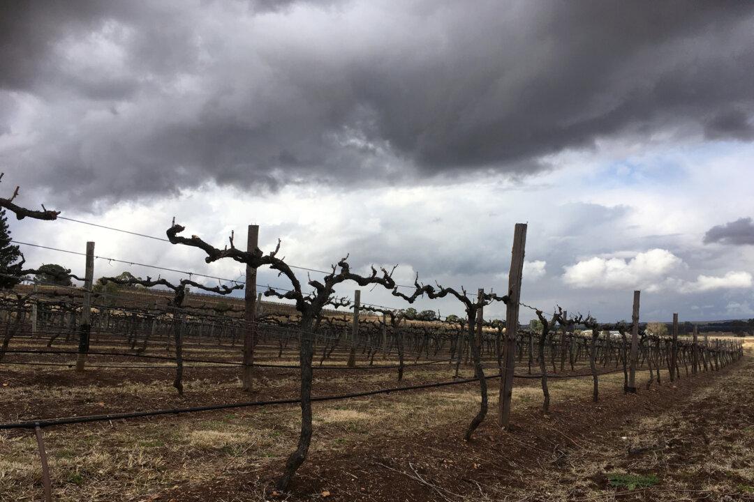 Australia’s Drought Could Produce a Corker Vintage