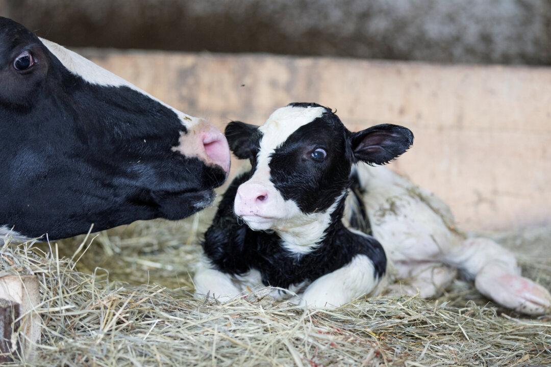 U.S. Agriculture Chief Says Canada Must Make Concessions on Dairy Policy for NAFTA Deal