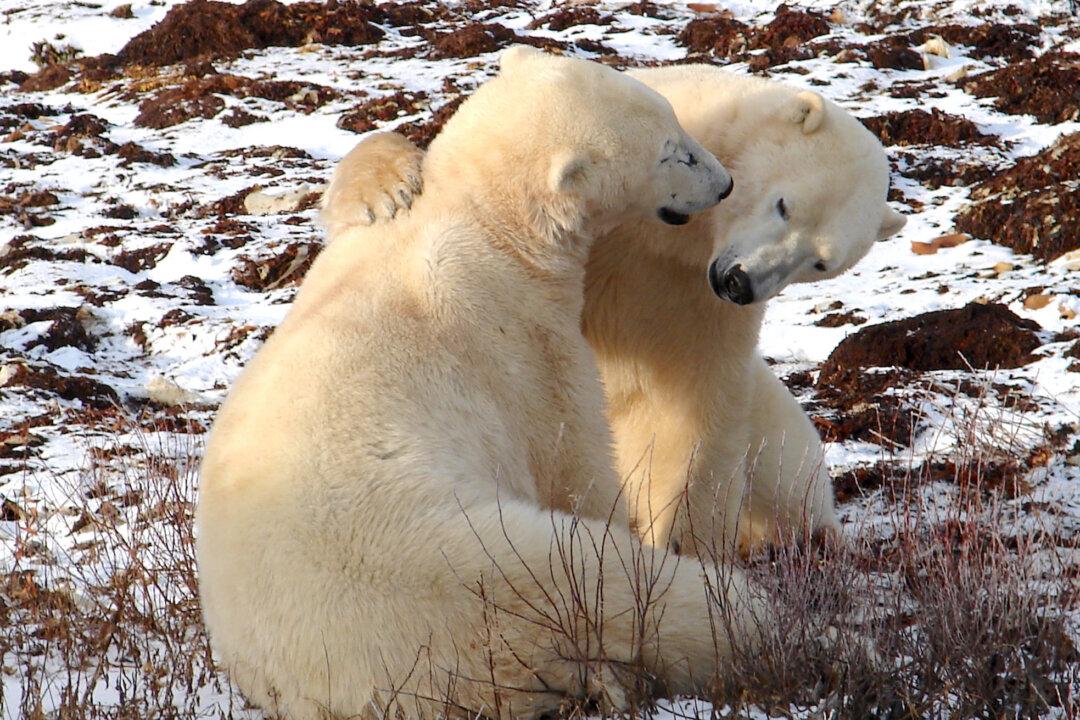 An Awesome Polar Bear Tour in Churchill, Manitoba