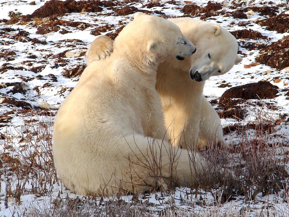 An Awesome Polar Bear Tour in Churchill, Manitoba