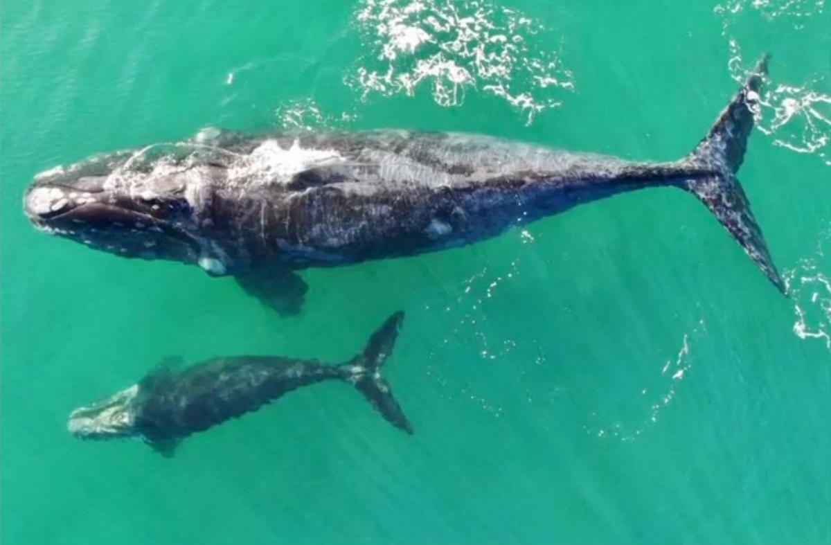 Whale and Calf Seen Off Chilean Coast
