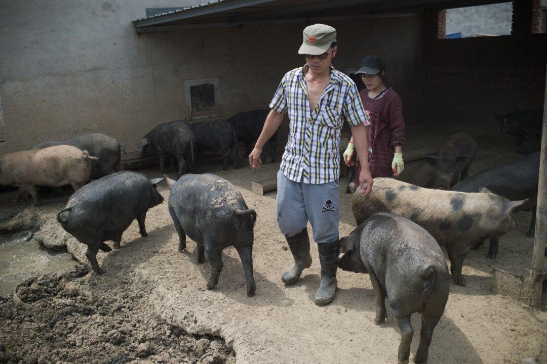 China Allows Farmers to Pledge Pigs for Loans in Bid to Boost Pork Production