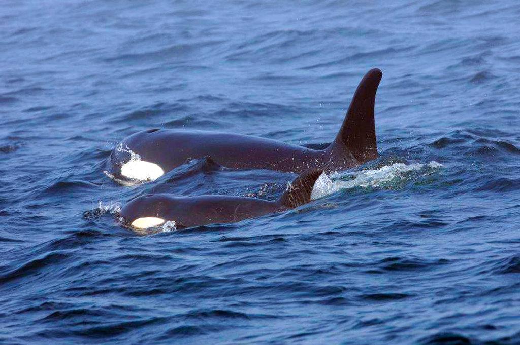 Ailing Killer Whale Declared Dead, but Feds to Keep Looking