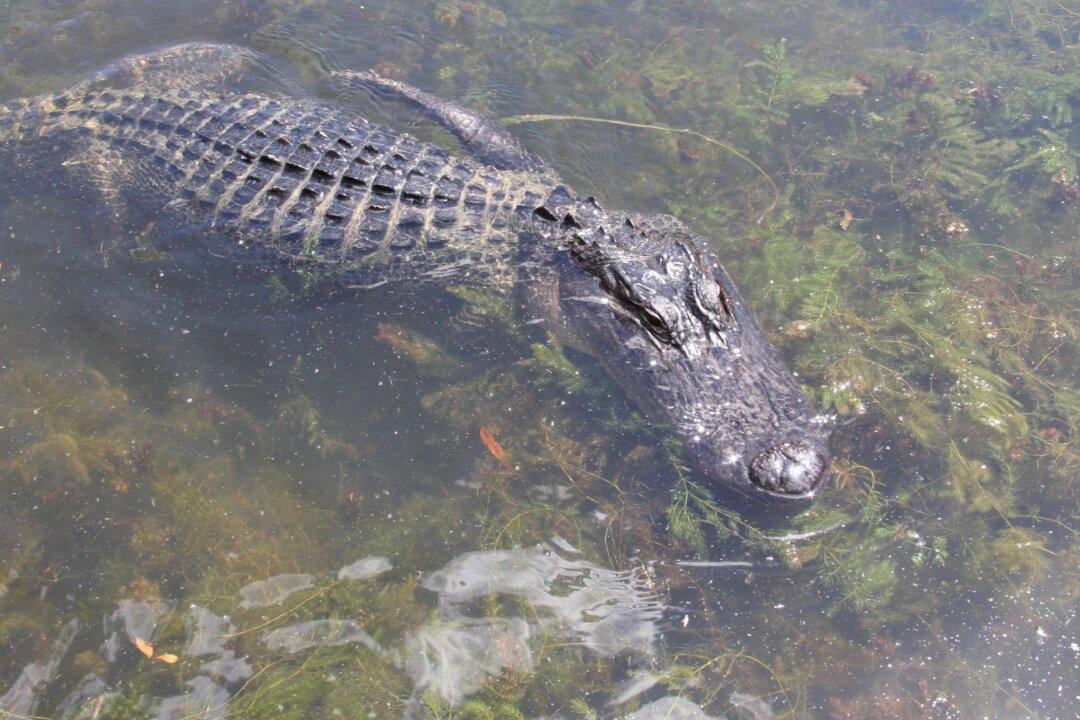 Woman Suffers Serious Injuries After Alligator Attack in Florida, Reports Say