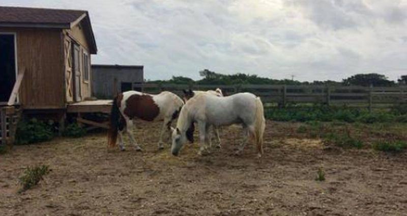 28 Wild Horses Believed Dead Off Outer Banks Following Hurricane Dorian