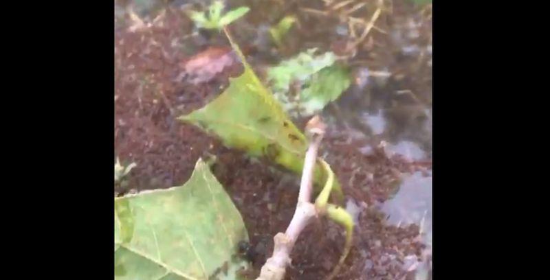 Man Pours Molten Aluminum Into a Fire Ant Colony, Gets Unusual Result