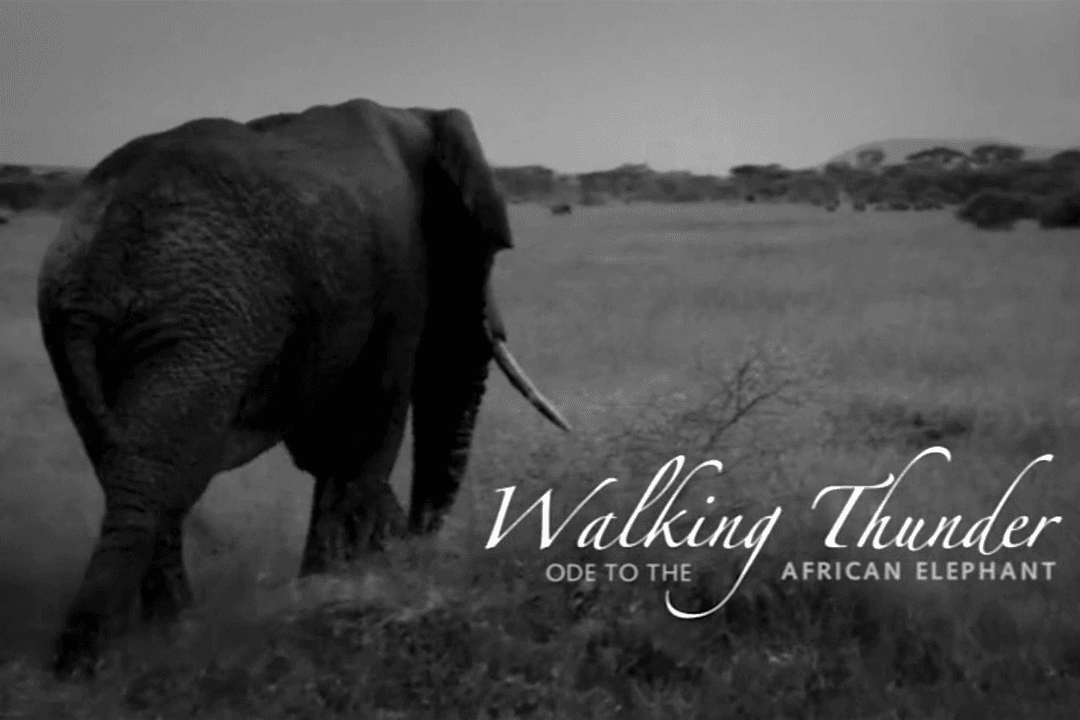 Documentary Captures the Magic and Majesty of the African Elephant