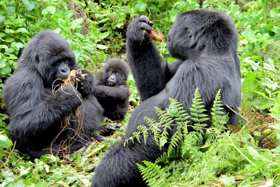 Bootless in Rwanda: Trekking Mountain Gorillas