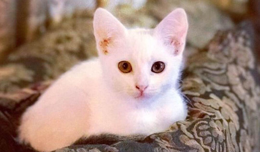 Family Breaks Floorboards to Save Their Drowning Cat