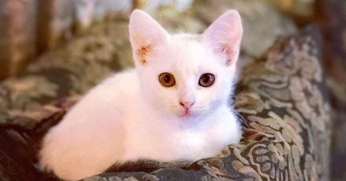 Family Breaks Floorboards to Save Their Drowning Cat